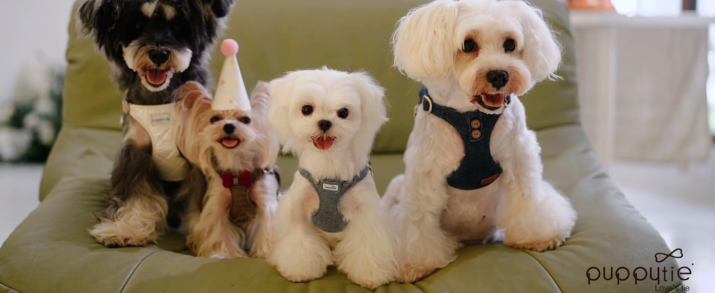 small dog harness