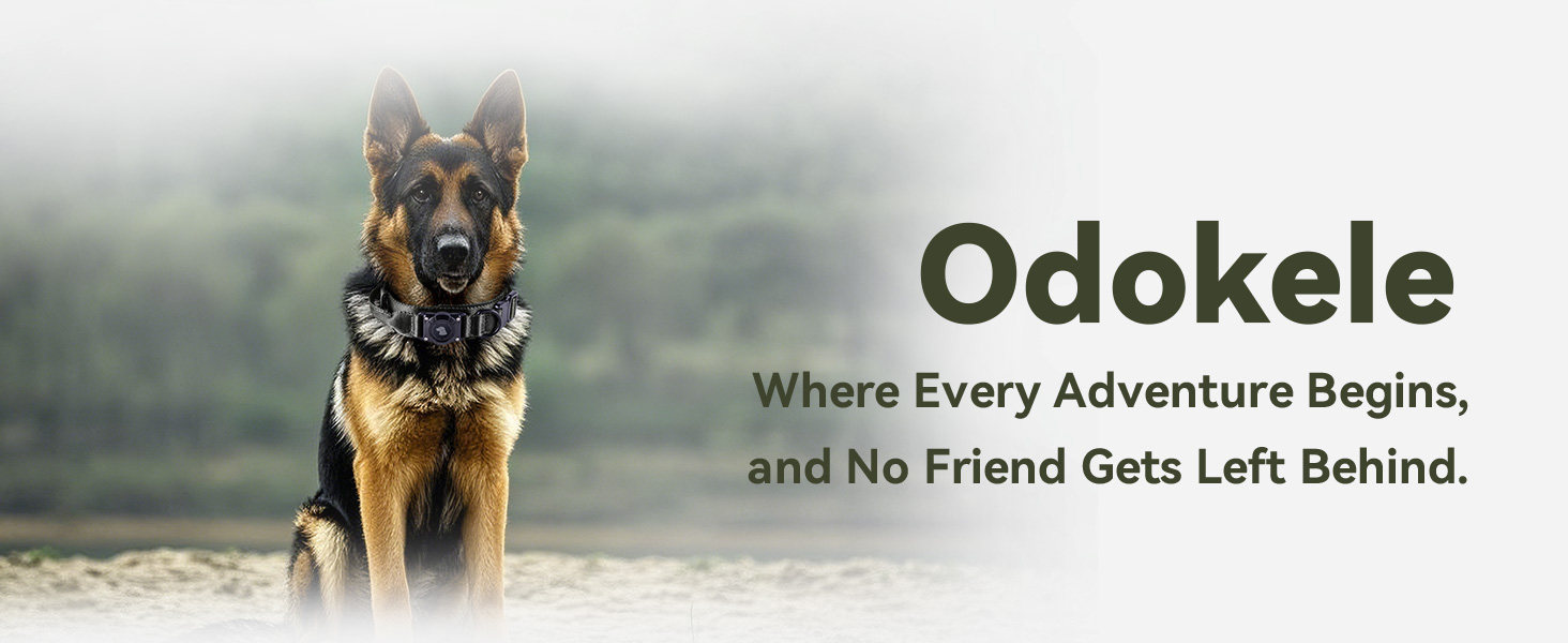 dog collar airtag