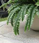 faux ferns for outdoor planter large