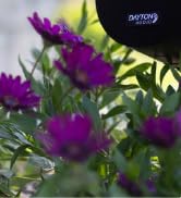 Small corner of a Dayton Audio outdoor landscape speaker set in a garden