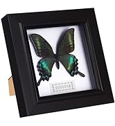 Housoutil Butterfly Specimens in Shadow Box Blue Morpho Butterfly Framed and Mounted in Black Dis...