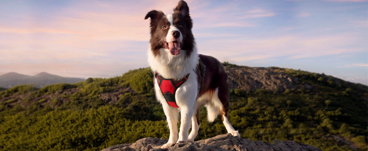 dog harness