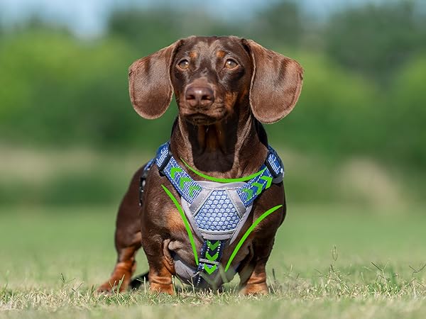 escape proof dog harness
