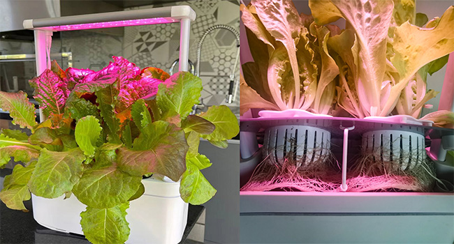 Herb hydroponics growing system kit