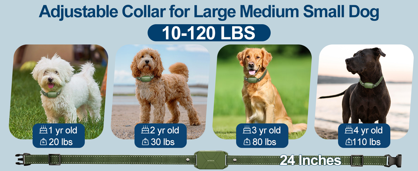dog training collar