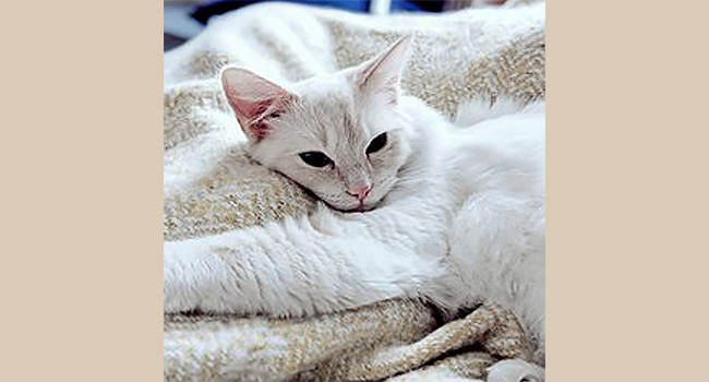 CAT BLANKET