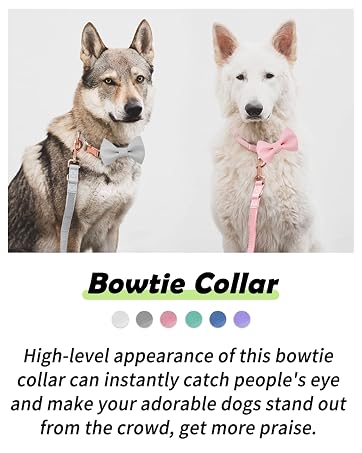 Bowtie Colla