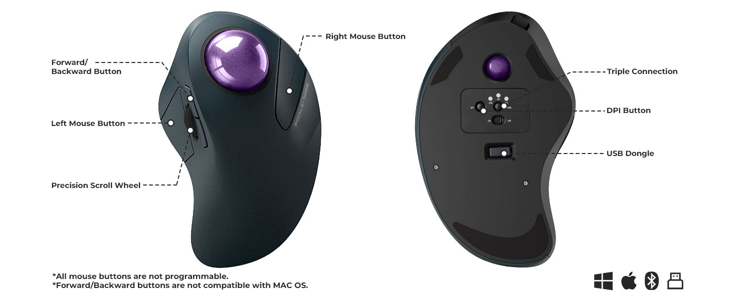 mouse