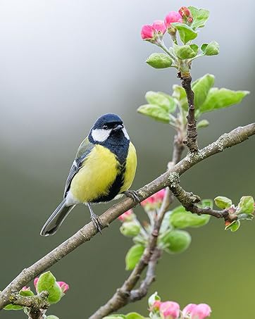 bird feed no mess