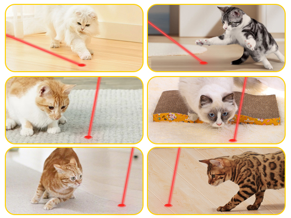 cat toys