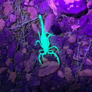 Spot Hard-to-find Scorpoins