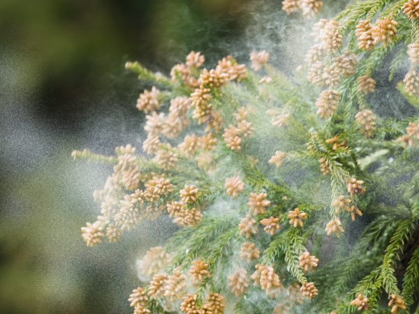 air purifiers for home large room pet True HEPA Air Purifier Large Room bedroom air purifiers