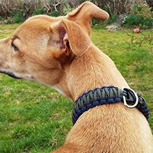 paracord dog collar