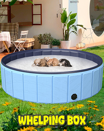 dog pool