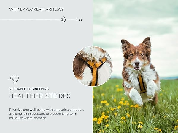 Y-shaped Engineering: Healthier Strides