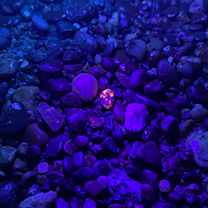 Find Fluorescing Rocks and Mineral (Opal, Yooperlite, Flourite, Sodalite, Calcite)