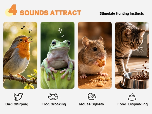 cat toy