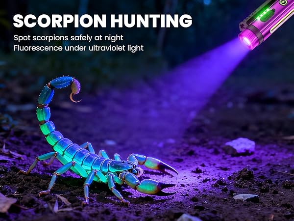 Scorpion Hunting