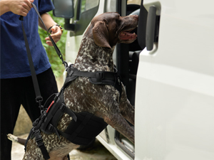 a dog with a harness on and a person standing in a van