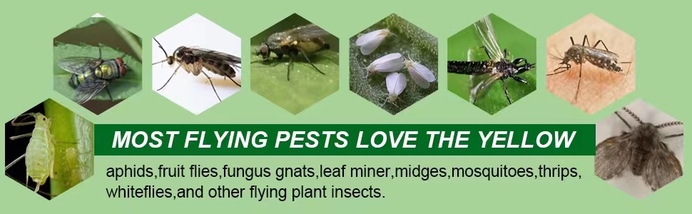Insect trouble around us.