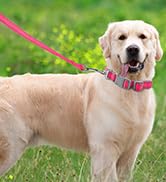 Dog Collar for Medium Small Large Dogs Reflective with Leash,Collar and Leash for Dogs,Soft Neopr...