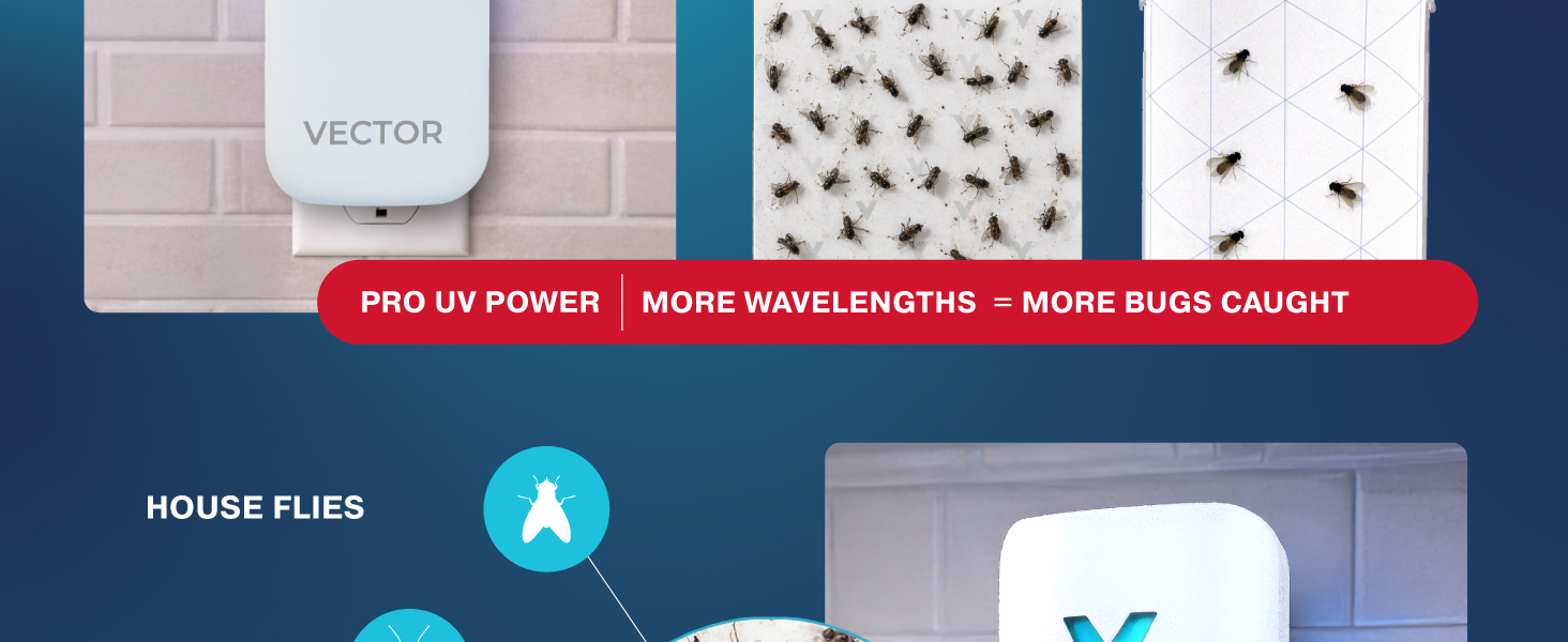 Vector graphic highlights Pro UV power, with bug-covered glue card 