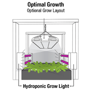 optimal growth