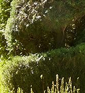 cordless hedger trimmer