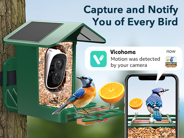 bird watching camera