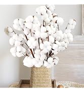 10 Packs Natural Dried Cotton Stems - 15 Inch Real Cotton Flowers with 20 Bolls, Rustic Farmhouse...