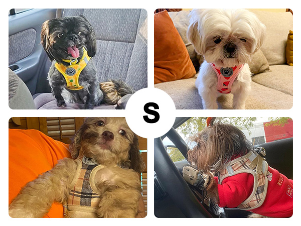 dog harness and leash set