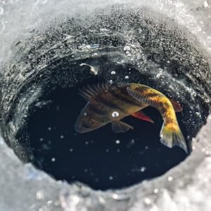 A fish in the ice water