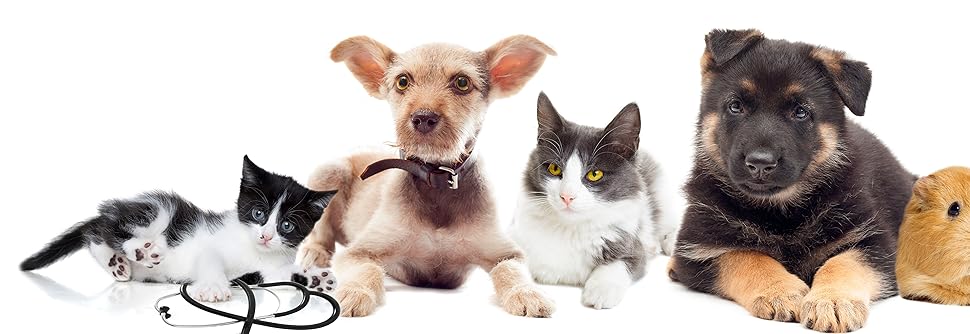  dog collar