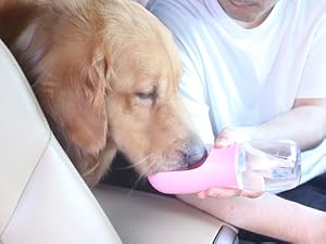dog water bottle
