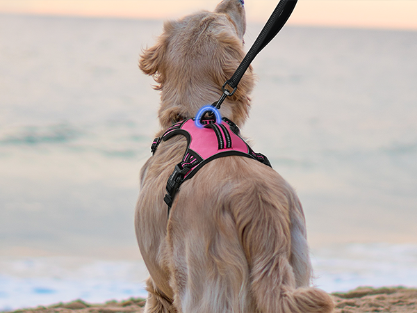 dog harness