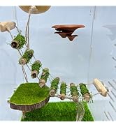 Jumping Spider Rope Bridge,A Solid Wood Climbing Suspension Bridge, a Jumping Spider Enclosure Ac...