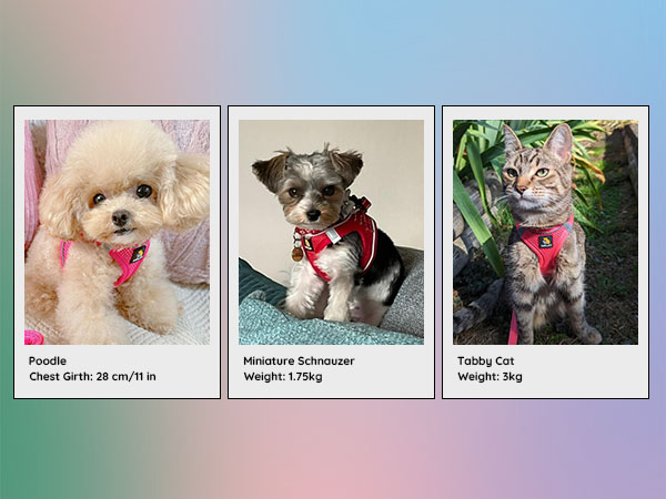 Three polaroid-style photos showing pets wearing red accessories in various outdoor settings with measurement details.
