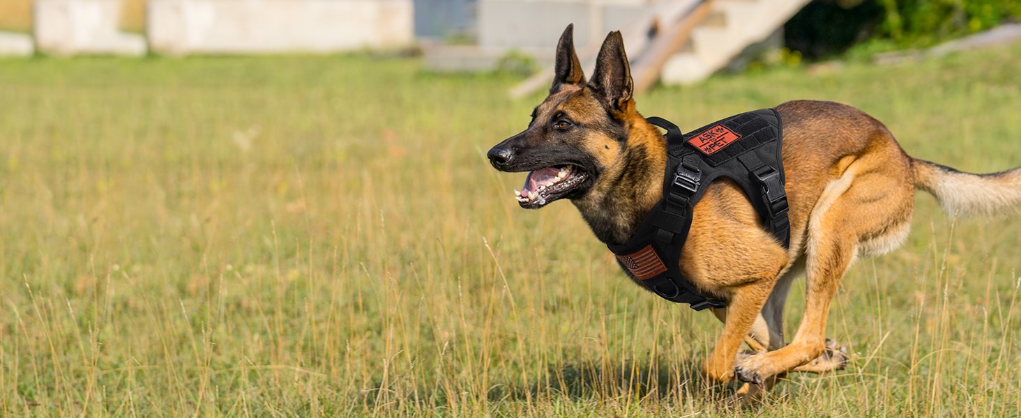 dog harness