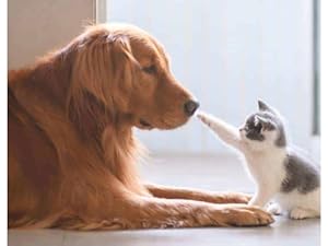 puppy cameras with iphone app