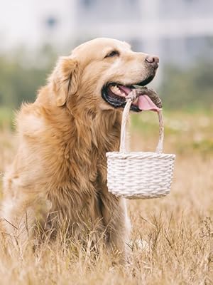 dog pads for small dogs