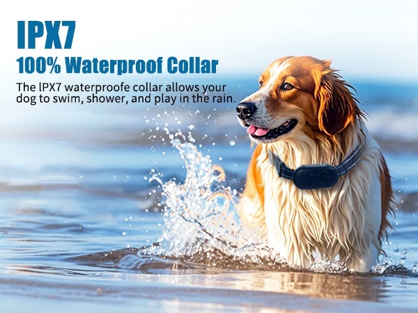 dog shock collar