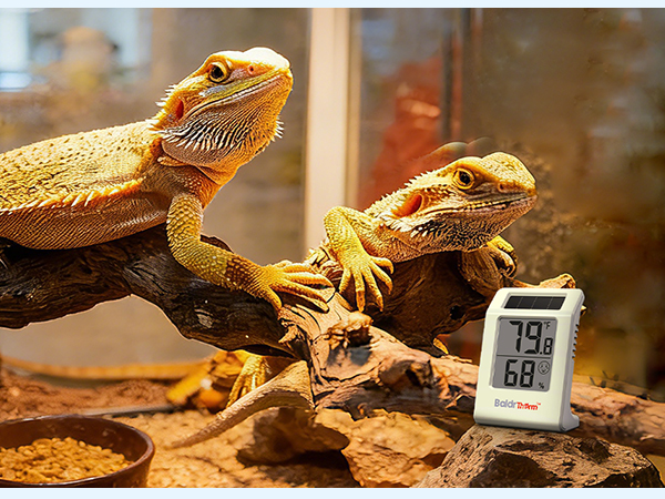 Indoor Room Thermometer
