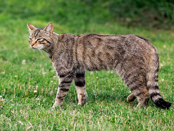 rodent repellent