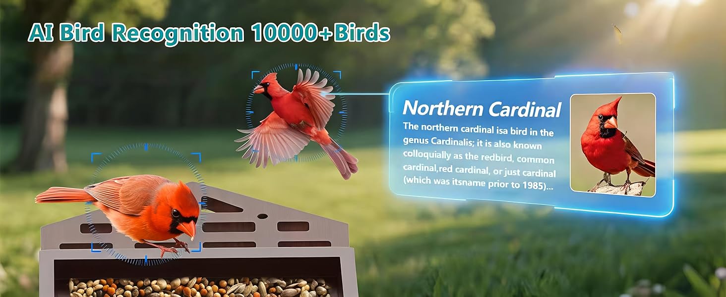 smart bird feeder with camera solar powered power wood wifi ai video live outdoor outside