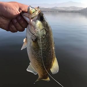 bass fishing