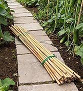 Bamboo Plant Stakes