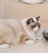 Invengo MeowServe B10 Automatic Cat Feeder – 3L Timed Cat Food Dispenser with One-Touch Feeding B...