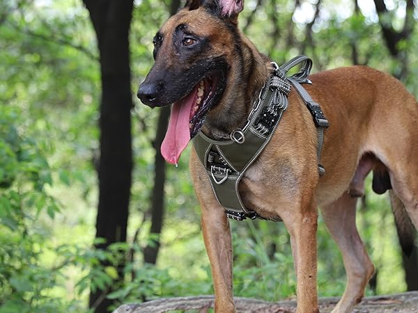 adjustable dog harness