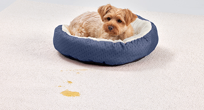 stain lifting technology