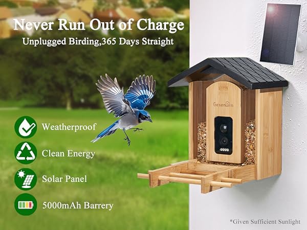 smart bird feeder